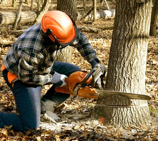 Tree Removal in Quinter, KS